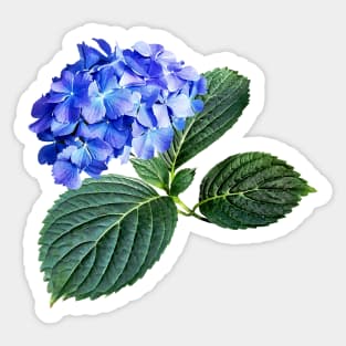 Hydrangeas - Dark Blue Hydrangea with Leaves Sticker